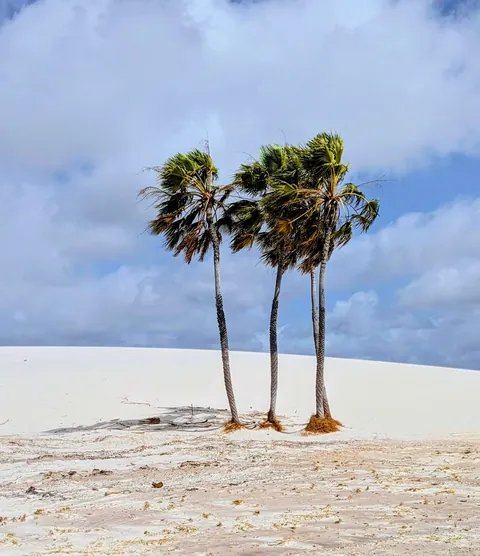 North Brazil : Lençóis Maranhenses and Route of Emotions: never seen anything like that.