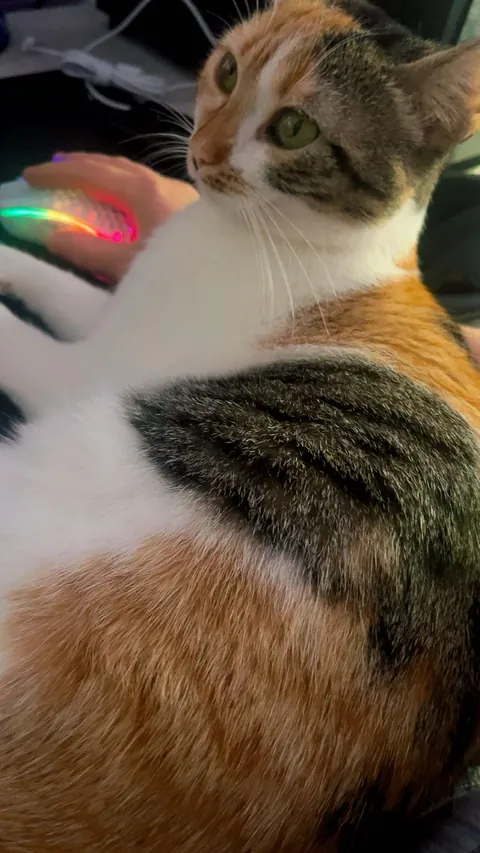 I lost my soul cat at just one year old, and I don’t know how to live with this pain