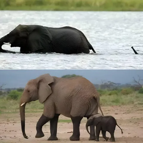 A baby elephant crosses the river with Mom.