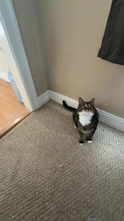 Do I have a cat or a dog?