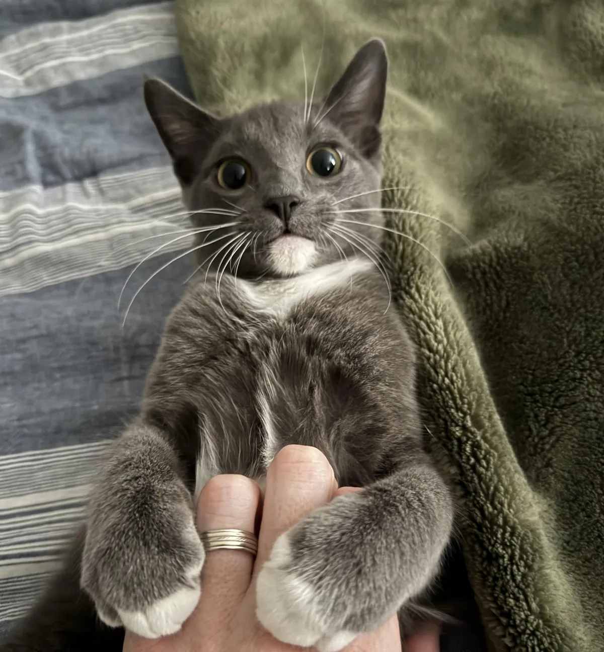 Our new guy ptoughneigh in spicy mode