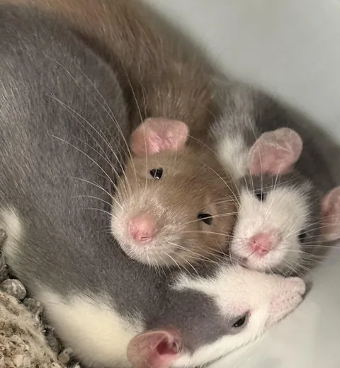 Pile of babies!