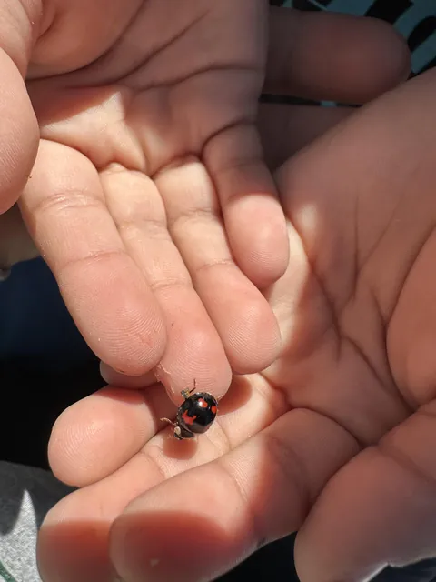 Found a reverse colored ladybug