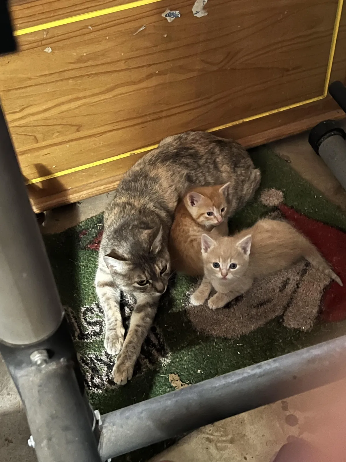 So….I found this in my garage this morning. Ummm