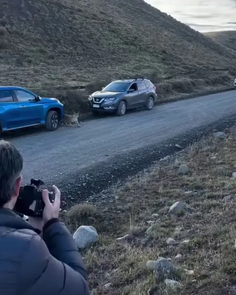 A female puma named Dania moves past a group of photographers with her eyes fixed on a nearby guanaco