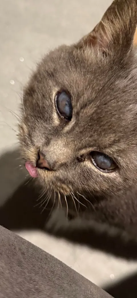 cat distribution system did its thing today