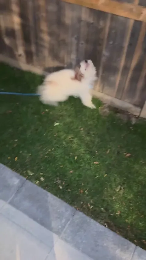 This is Hershey’s submission to qualify for the olympics in rhythmic gymnastics.