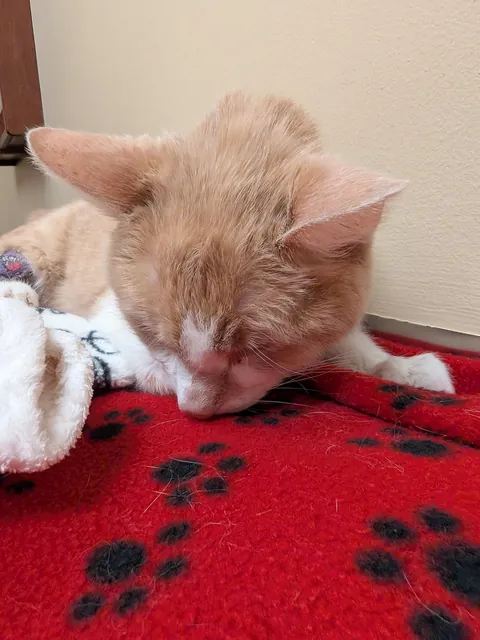 Sent my baby to be with his brother last night. 17 years wasn't enough.