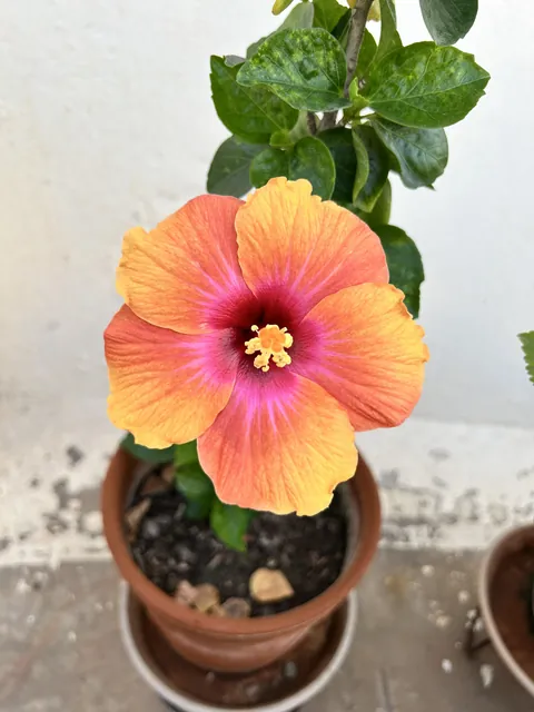 My bloom today