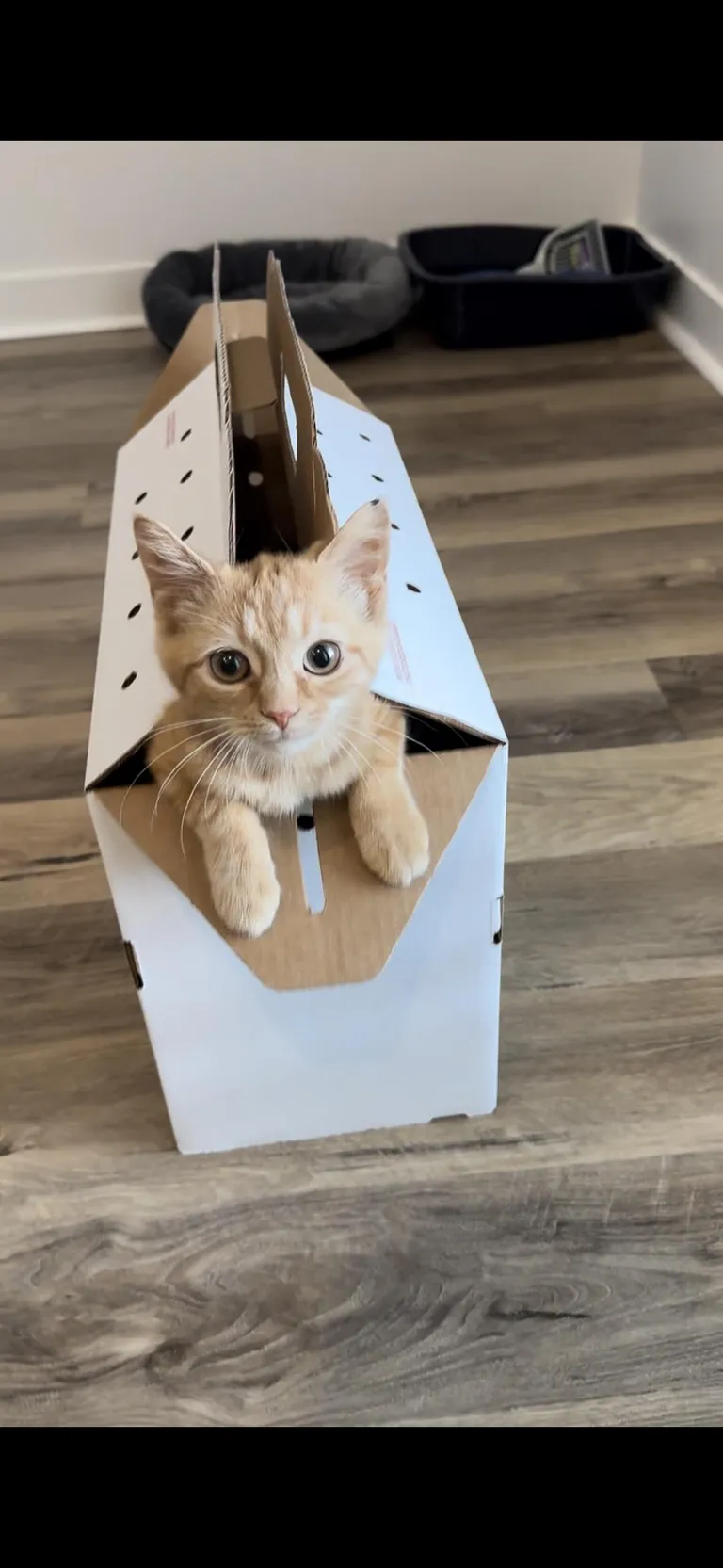 My first kitty ever.