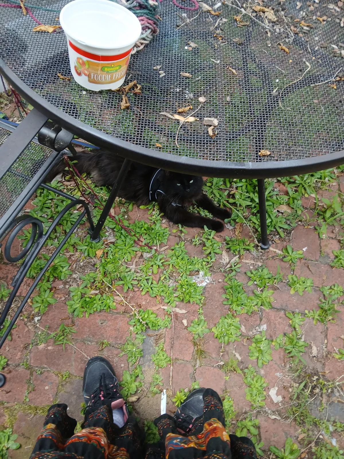 How do you tell your cat that he has to stay inside a whole month because some humans suck?