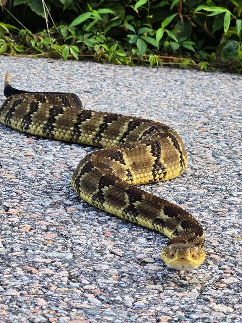 🔥 Beautiful Timber Rattlesnake crossing the street near my house