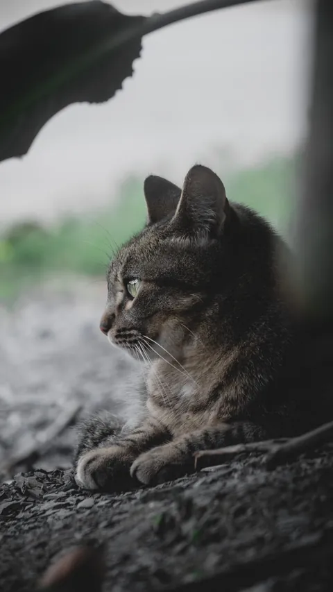 My cat (New to photography)