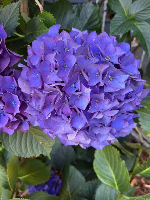 My hydrangea is in full bloom!