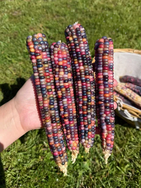 glass gem corn harvest! 🫶🏼