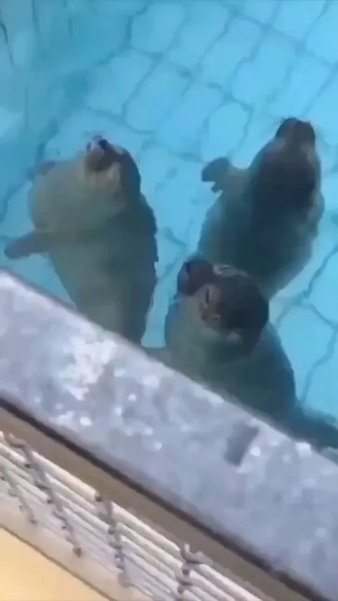 Happy seal couple kiss