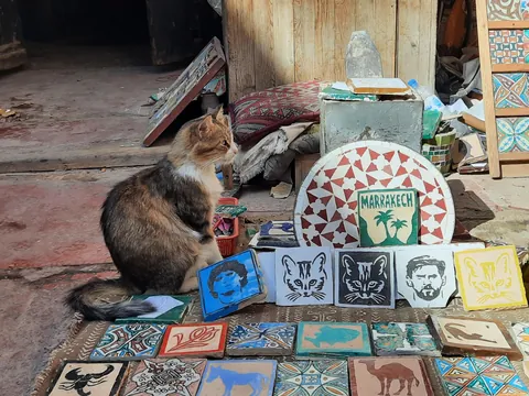 Morocco is in fact run by cats