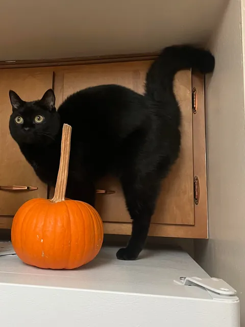 Edgar hopes you guys had a spooky Halloween