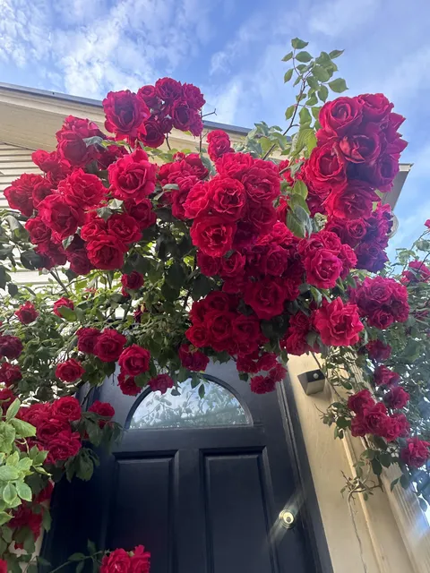 ITAP of my friends back door