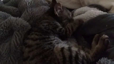 Poor baby was minding her own business when her tail suddenly launched a vicious attack on her