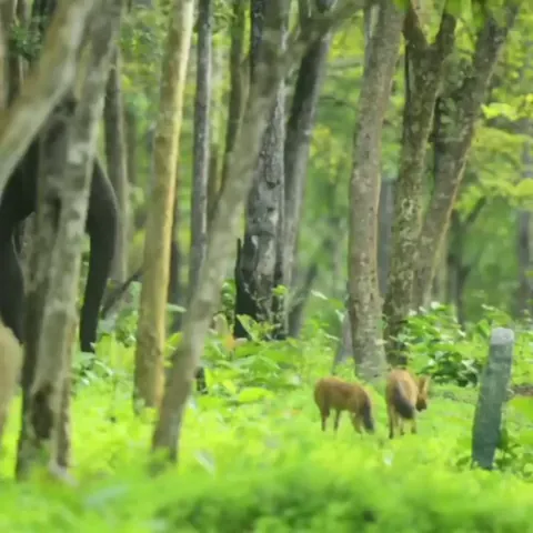 🔥 Female elephant chases away a pack of 13 Dholes that got too close to her herd which included two newborn calves - Kabini Forest, India