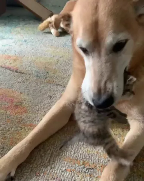 Looking after the fosters