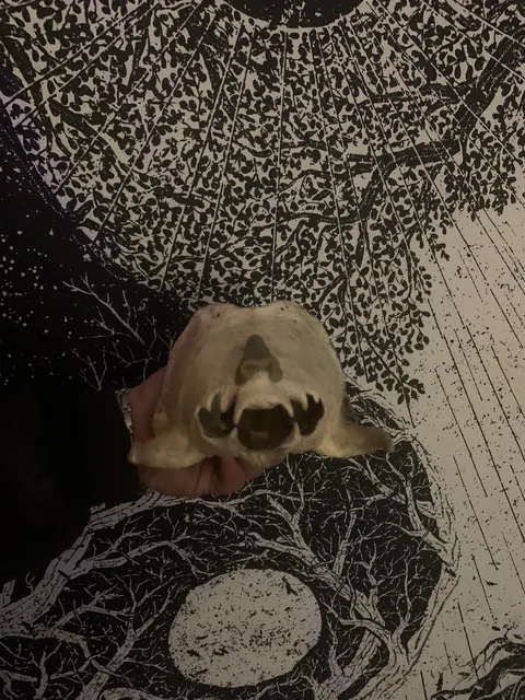 Somebody put this on the hood of my dads jeep