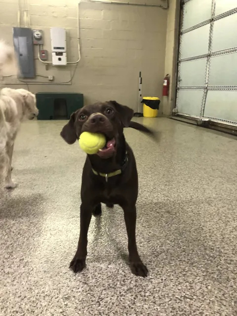 My shy buddy is finally coming out of his shell at doggie daycare