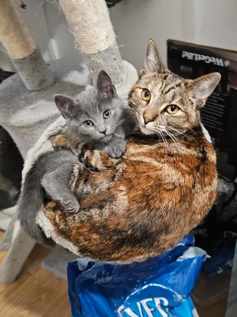 My torbie queen has claimed the spicy baby bean 💖