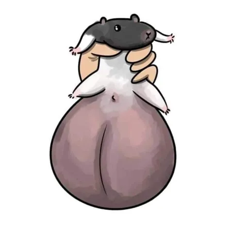 “Is my rat a male or a female?”