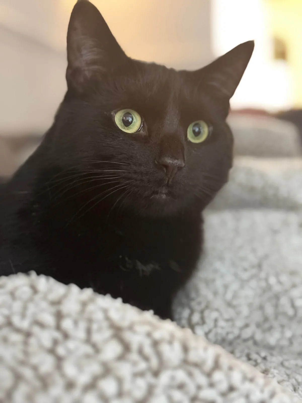 Do y’all ever look at pics of your cats as kittens and get emotional? 🥲