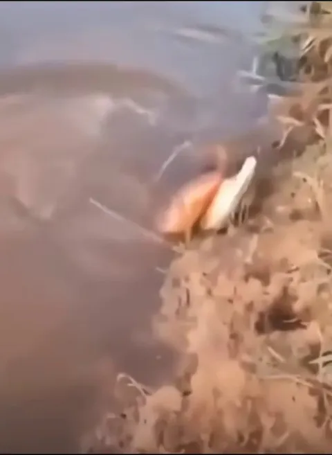 Electric fish electrocuting a gator