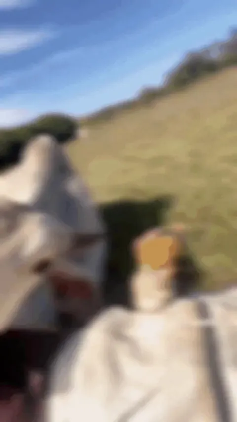 Cows really appreciate a good brush