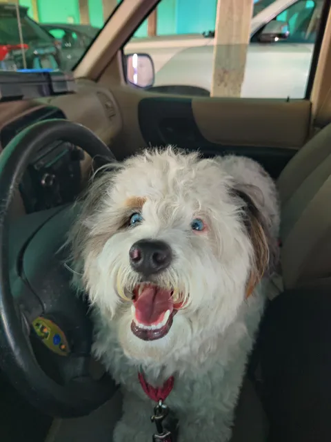 I brought my fuzzy wuzzy boy to my last day at work. (Switching jobs)