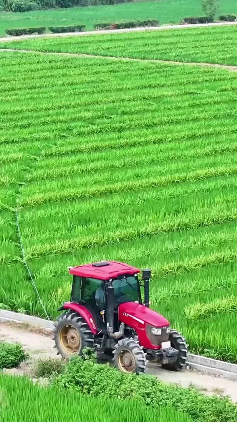 Farmers pollinating paddy fields with rope pulling method