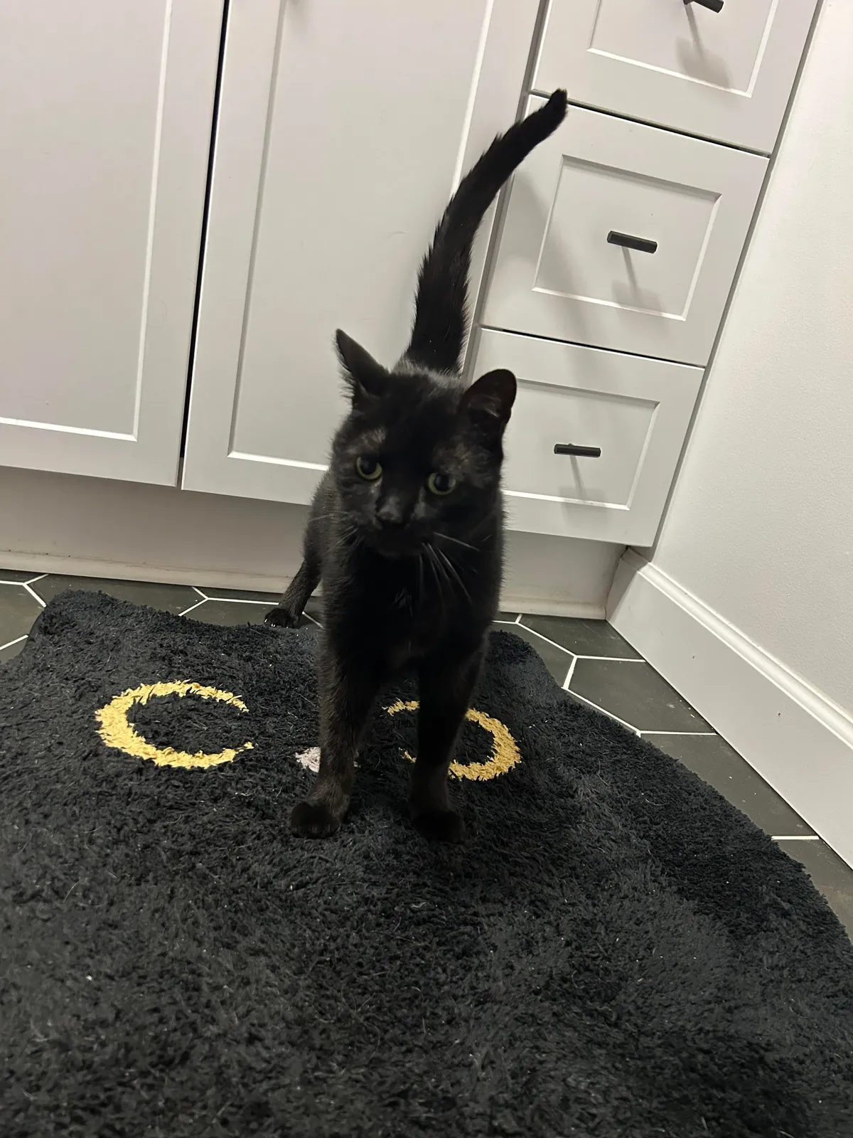 Black Cat Themed Bathroom