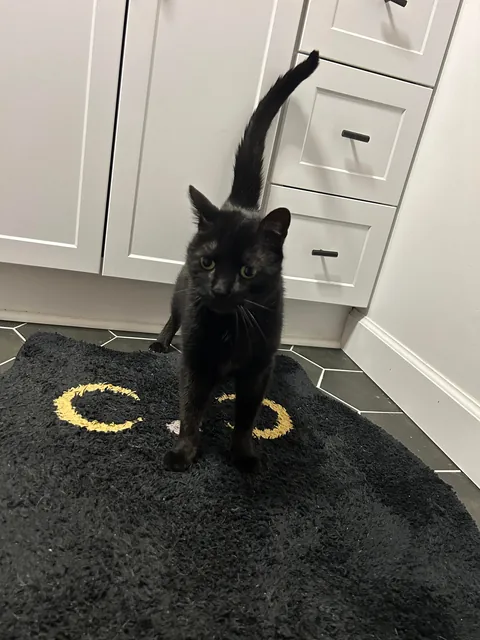 Black Cat Themed Bathroom