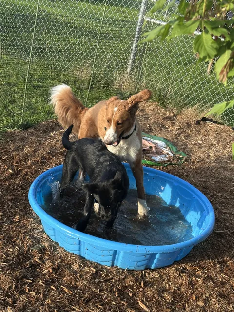 My pups BFF next door dug a secret passage to our yard and invited herself for a puppy pool party this evening!