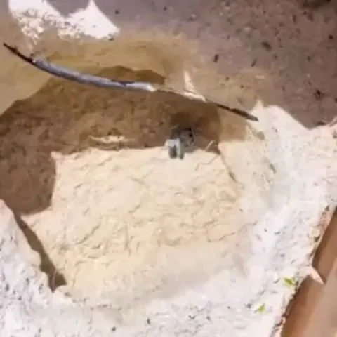 A stranded newborn turtle was rescued