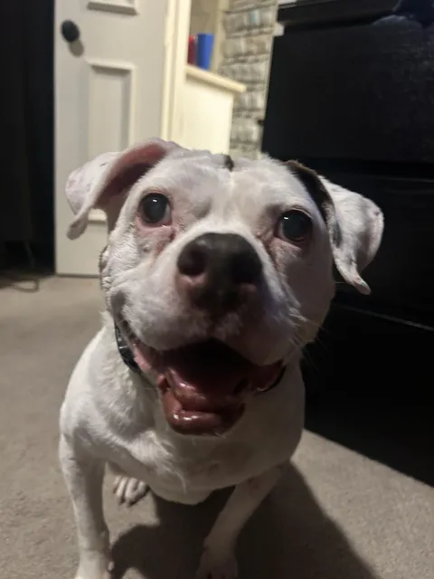 Sometimes the world can kind of suck.  To lighten the load, take a look at my 16 year old puppy