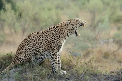 From gorillas in Rwanda to wild dogs in Botswana: 3.5 weeks across eastern and southern Africa