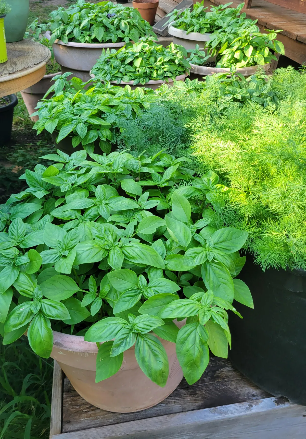 My basil is growing like crazy.