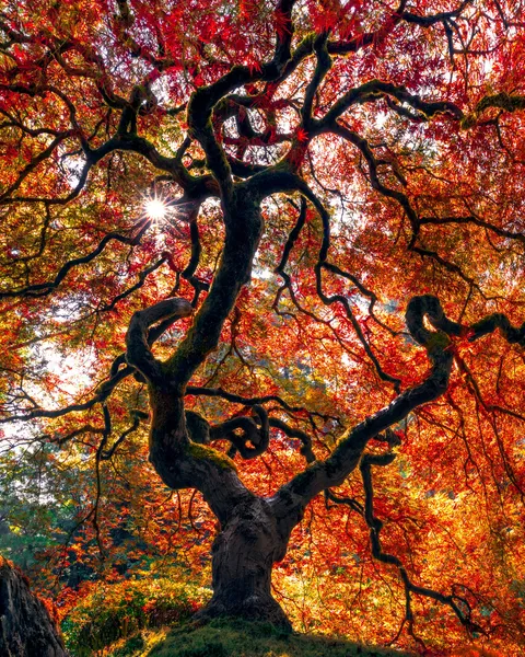 Japanese maple tree. Portland, OR [OC] [2160x2700]
