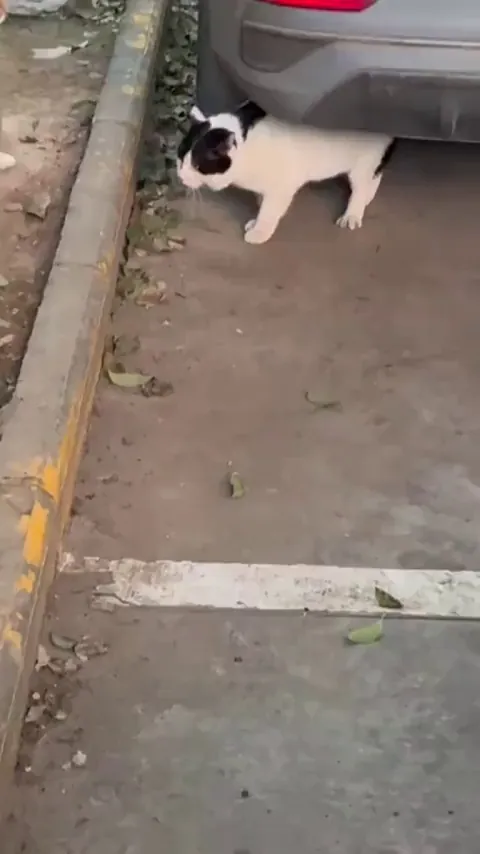 Cat was like "What did I do"