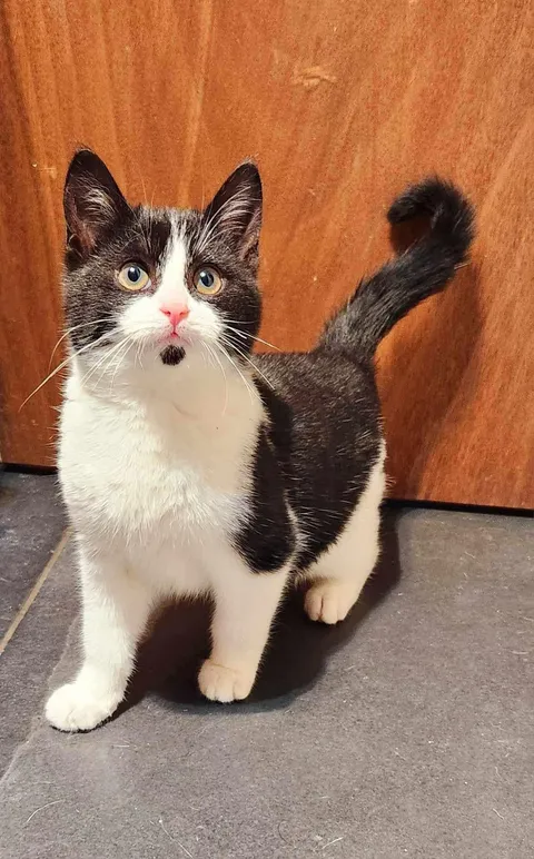 First cat adopted from our shelter in 2025. Picasso! 