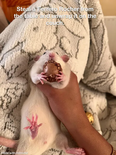 Crimes my rats committed this week