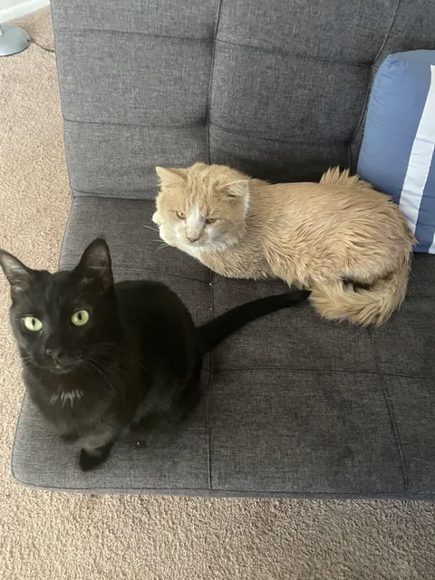 Cat bites me when I sing. Why?