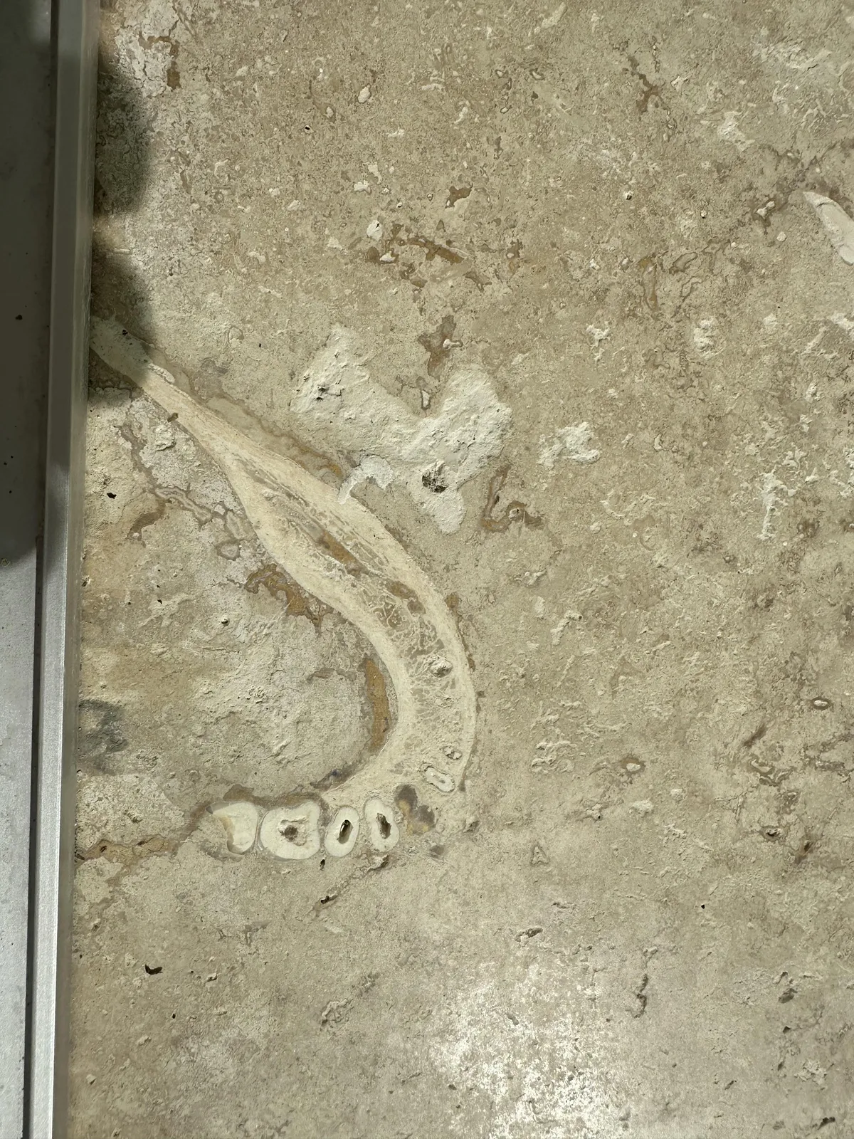 Someone found a jawbone (possibly human) in the travertine floor at their parents house