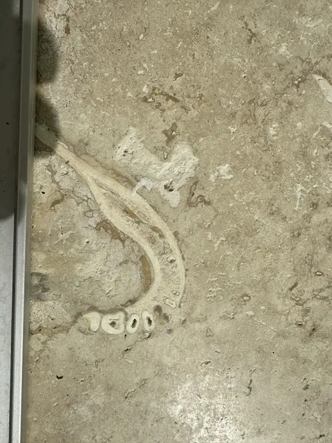 Someone found a jawbone (possibly human) in the travertine floor at their parents house
