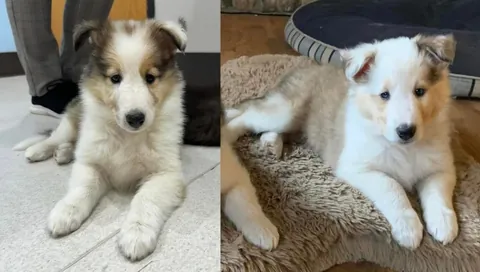 I’m adopting my dogs twin!?